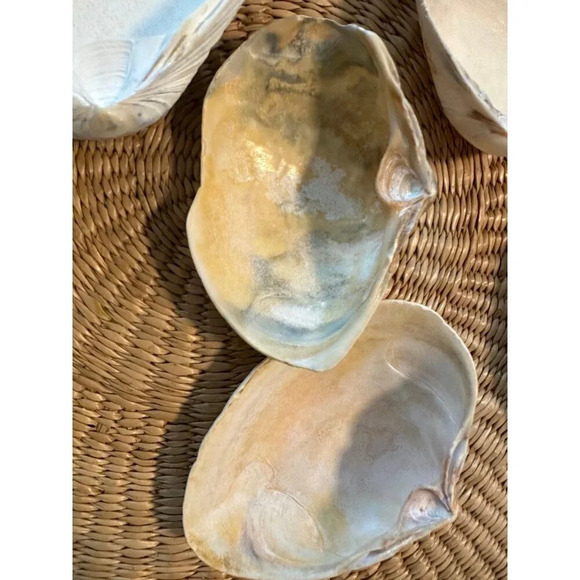 Ocean Sea shells - Picture 7 of 8